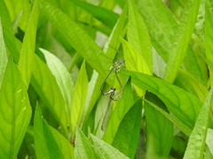 Pseudocopera