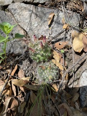 Mammillaria wrightii wilcoxii