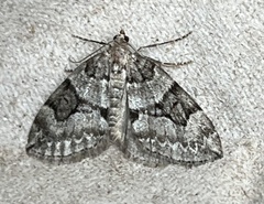 Thera contractata