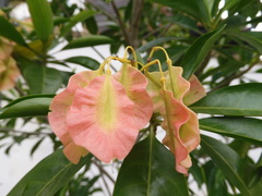 Pteleocarpa lamponga