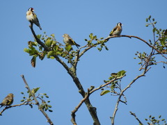 Carduelis carduelis