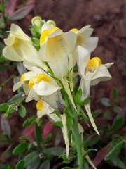 Linaria acutiloba