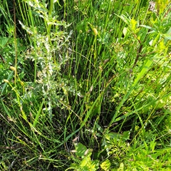 Equisetum × moorei