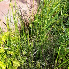 Equisetum × moorei