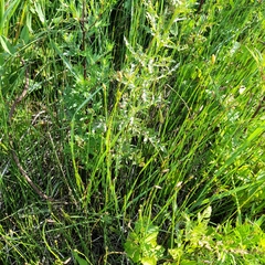 Equisetum × moorei