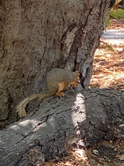 Sciurus niger