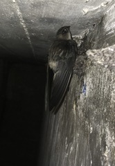 Aerodramus maximus