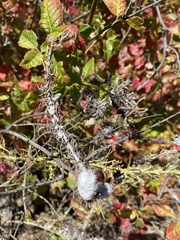 Rhopalomyia floccosa
