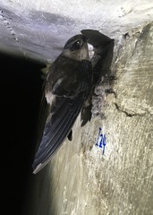 Aerodramus maximus