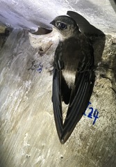 Aerodramus maximus