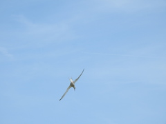 Sterna hirundo