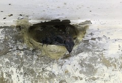 Aerodramus germani