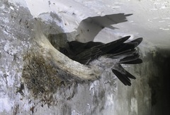 Aerodramus germani