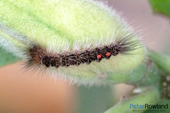 Euproctis melanosoma