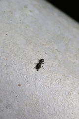 Cataulacus granulatus