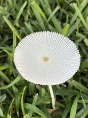 Leucocoprinus fragilissimus image
