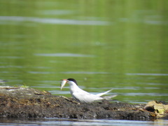 Sterna hirundo
