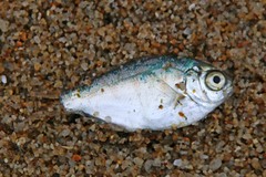 Hyperprosopon argenteum