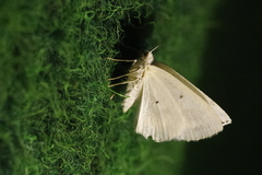Lomographa temerata