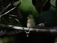 Coryphospingus pileatus