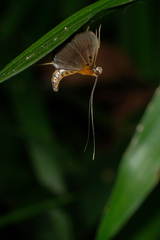 Filodes fulvidorsalis