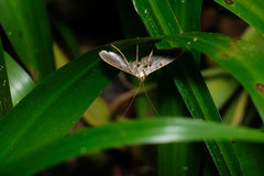 Filodes fulvidorsalis