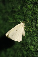 Lomographa temerata