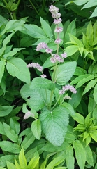 Salvia verticillata