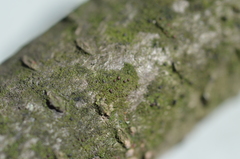 Scoliciosporum chlorococcum