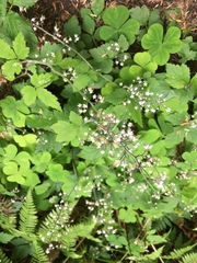 Tiarella trifoliata trifoliata
