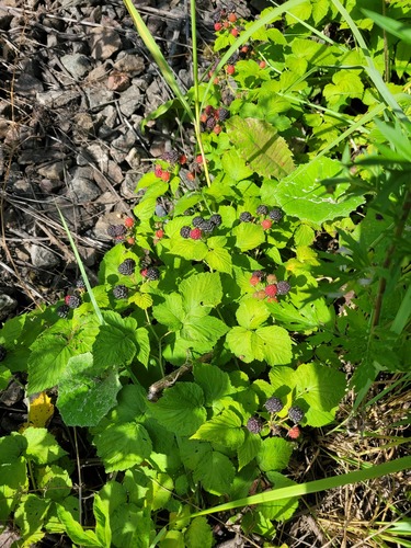 black raspberry (Rubus occidentalis)