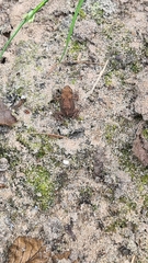 Bufo bufo