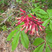 Red Buckeye - Photo (c) Chris M, some rights reserved (CC BY)