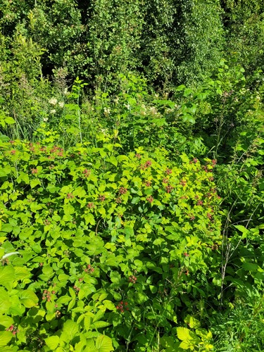 Rubus occidentalis