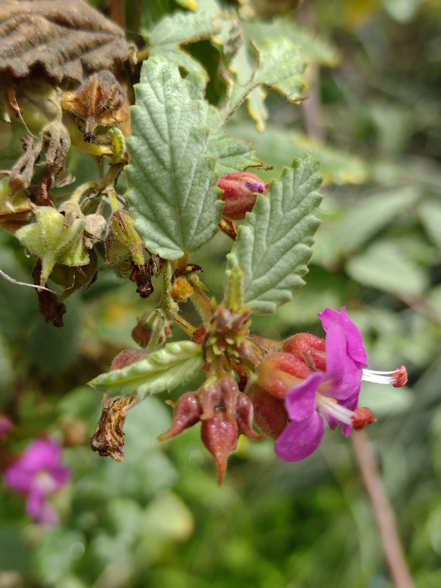 Melochia tomentosa
