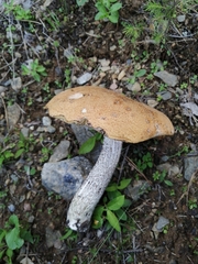Leccinum versipelle
