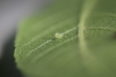 Caryomyia eumaris