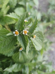 Galinsoga quadriradiata