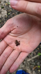 Bufo bufo