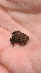 Bufo bufo