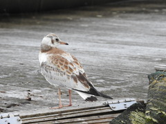 Chroicocephalus ridibundus