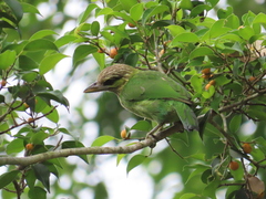Psilopogon faiostrictus