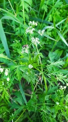 Sphallerocarpus gracilis