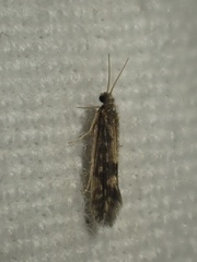 Agraylea multipunctata