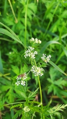 Sphallerocarpus gracilis