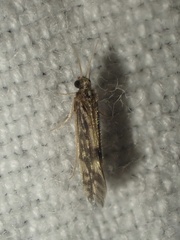 Agraylea multipunctata