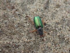 Dichelonyx canadensis