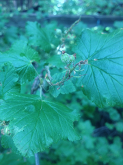 Ribes wolfii