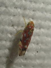 Erythroneura rubra