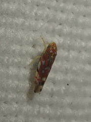 Erythroneura rubra